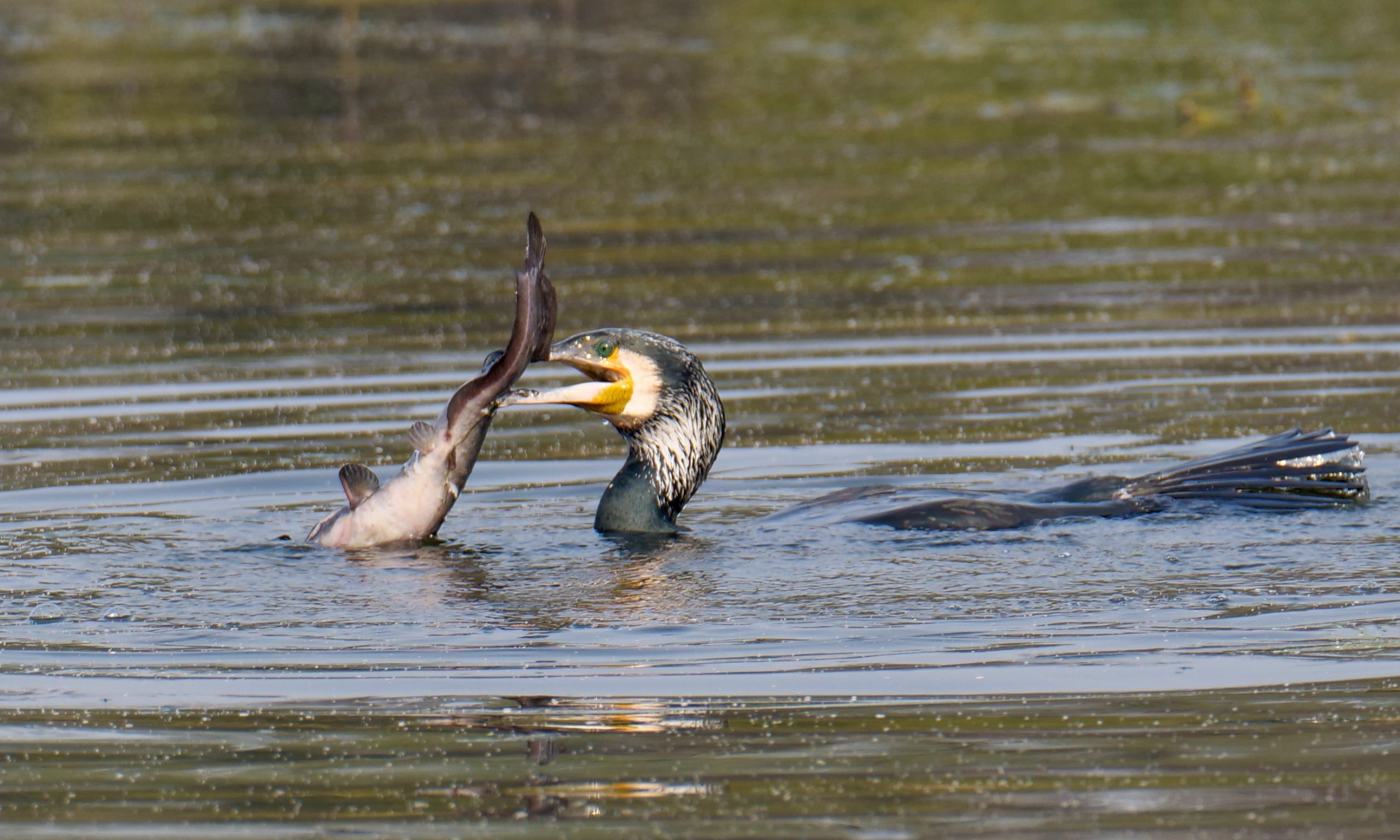 Cormorant, catfish, Bharatpur