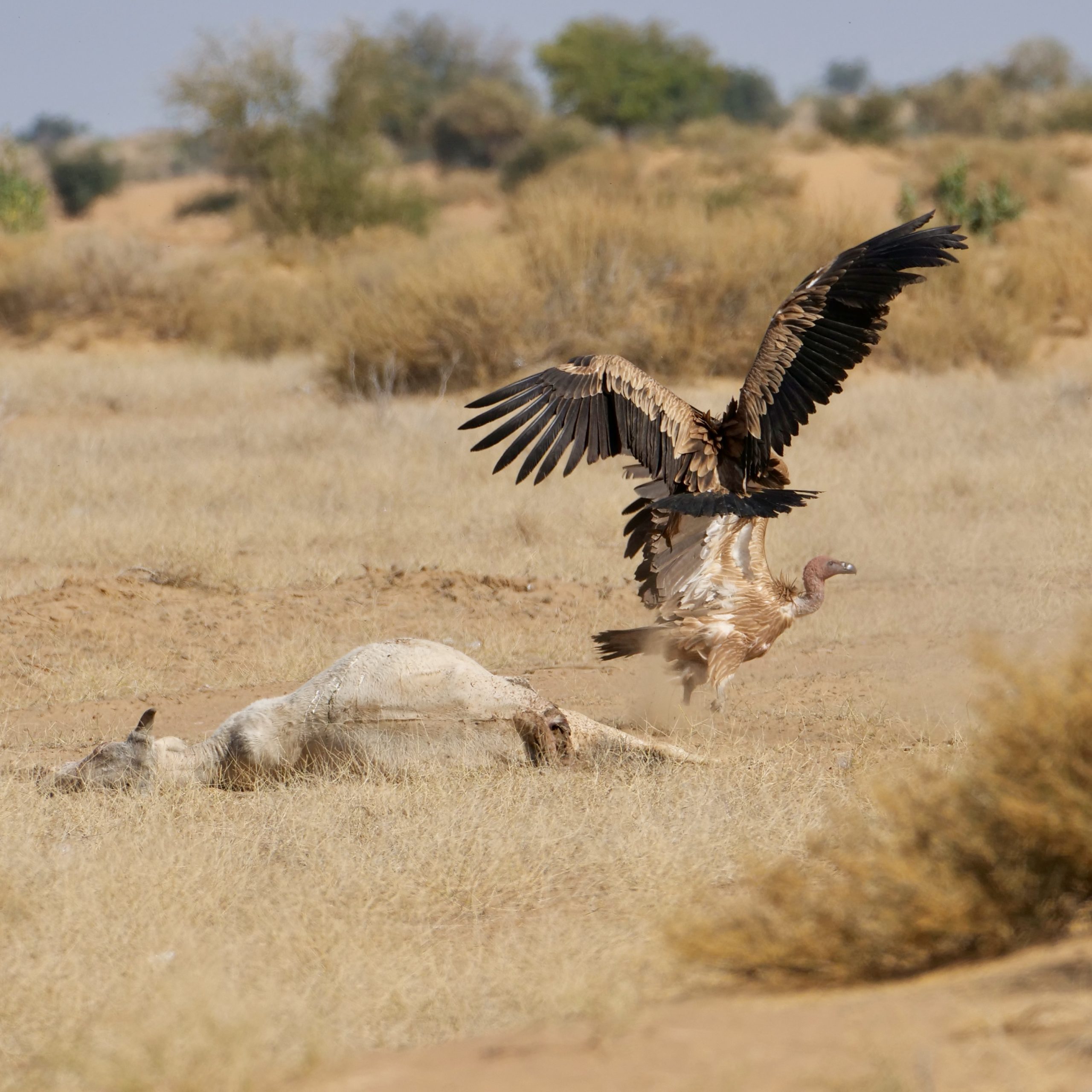 Griffon vultures, Thar Desert