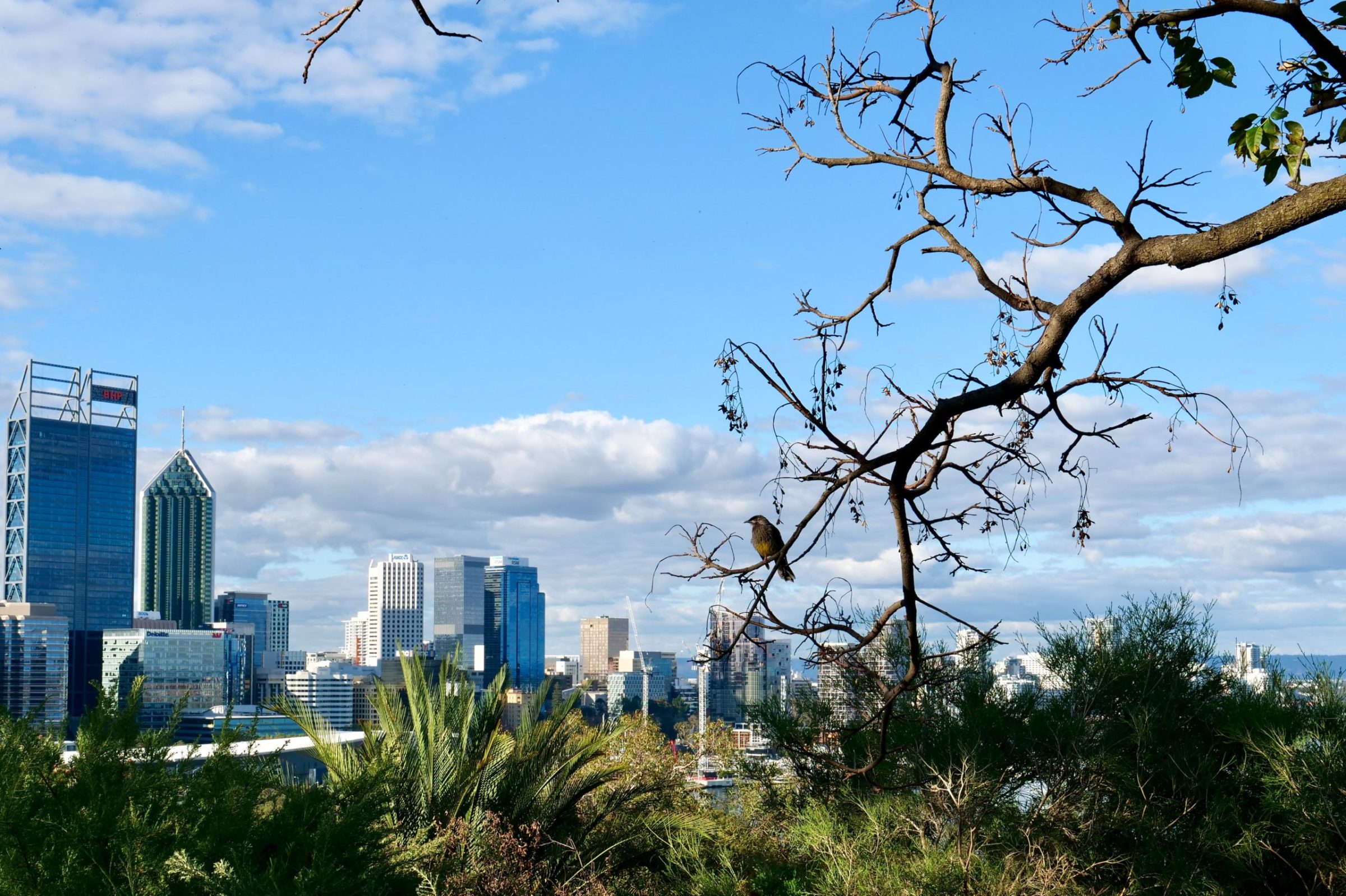eastern half of Perth CBD, viewed from edge of Kings Park, 19.06.20. Copyright Doug Spencer.