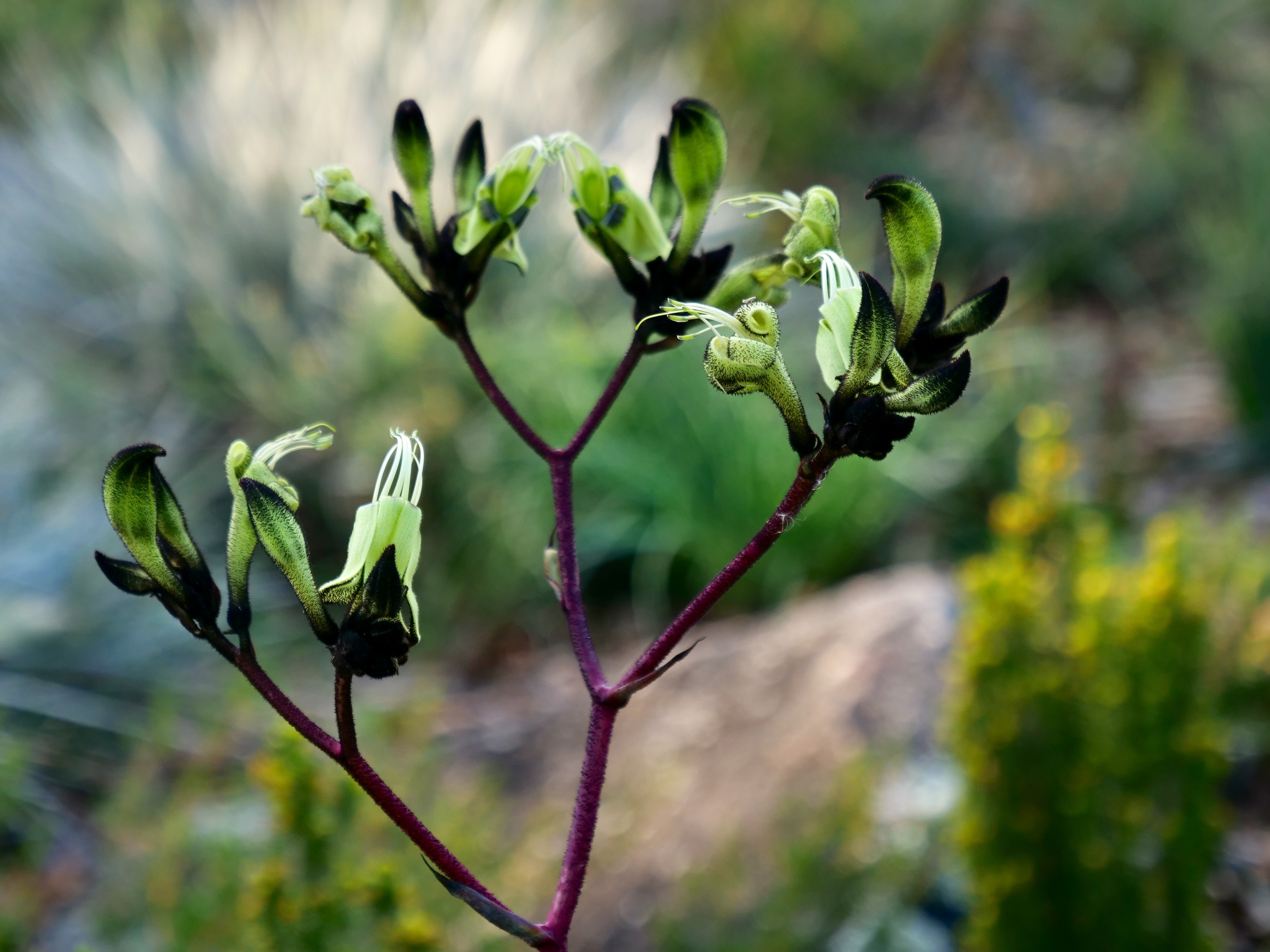 Black Kangaroo Paw, Kings Park, 19 June 2020. Copyright Doug Spencer.