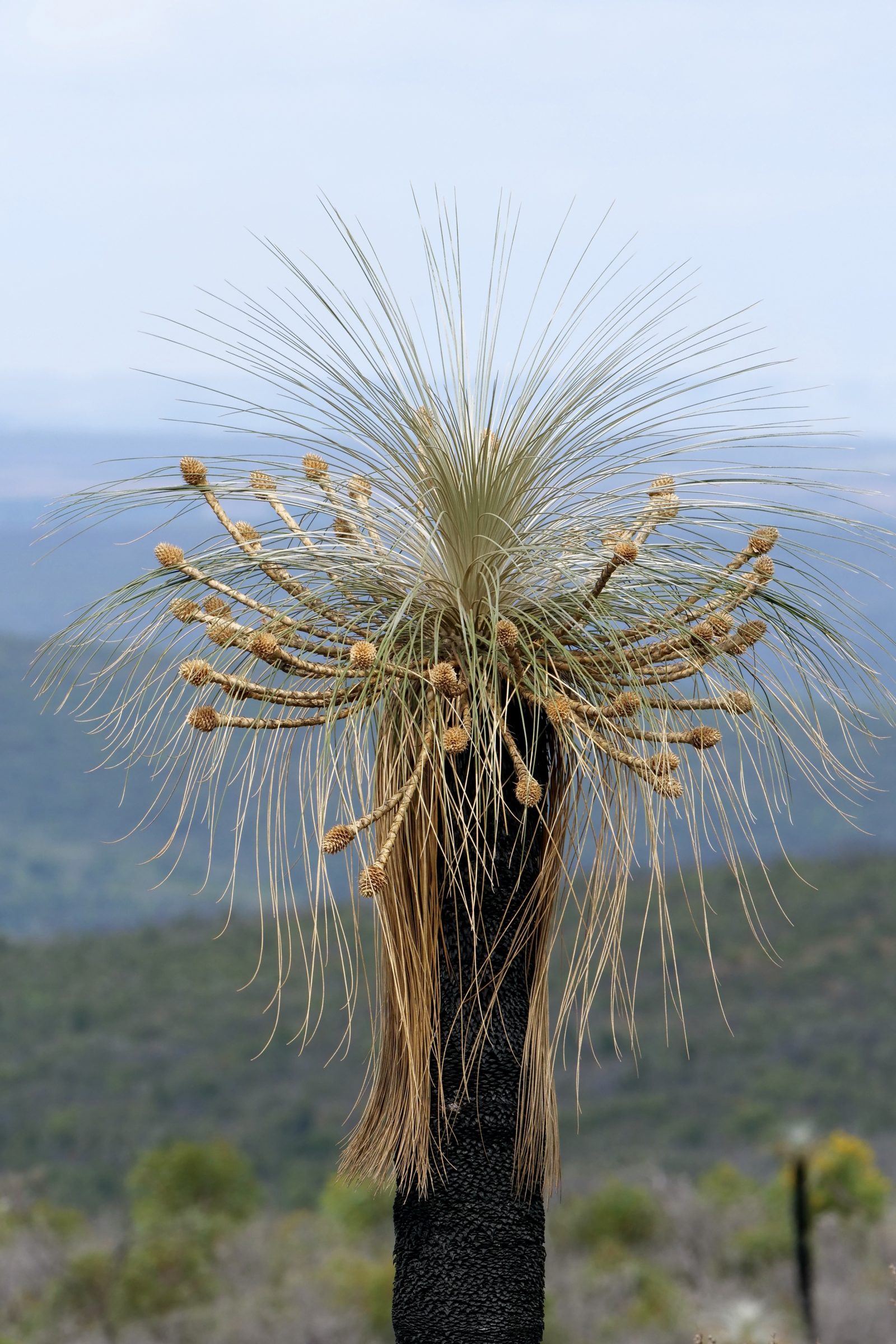 Stirling Ranges Fire Stirling Range, after fire – Pelican Yoga