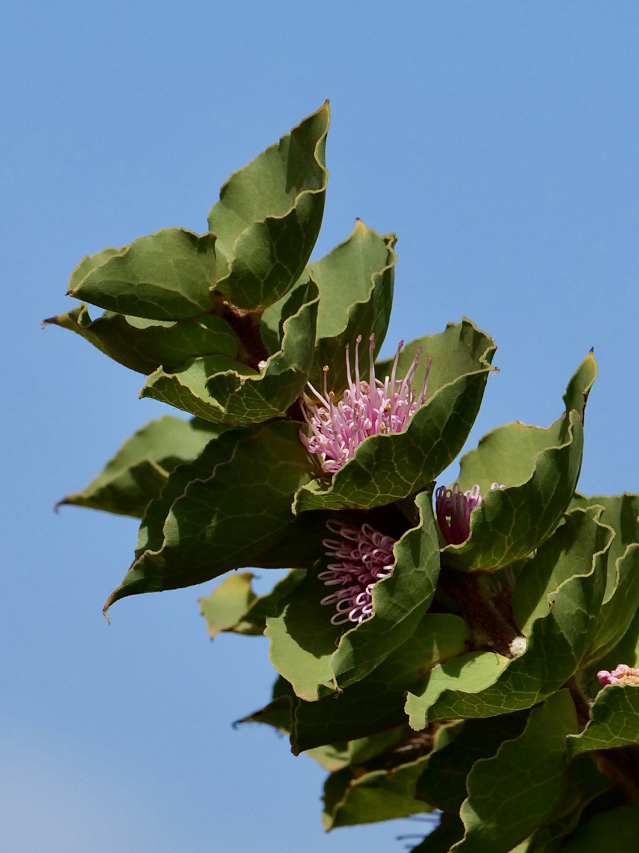 Hakea in bloom (“Aspects of Waychinicup” #5) – Pelican Yoga