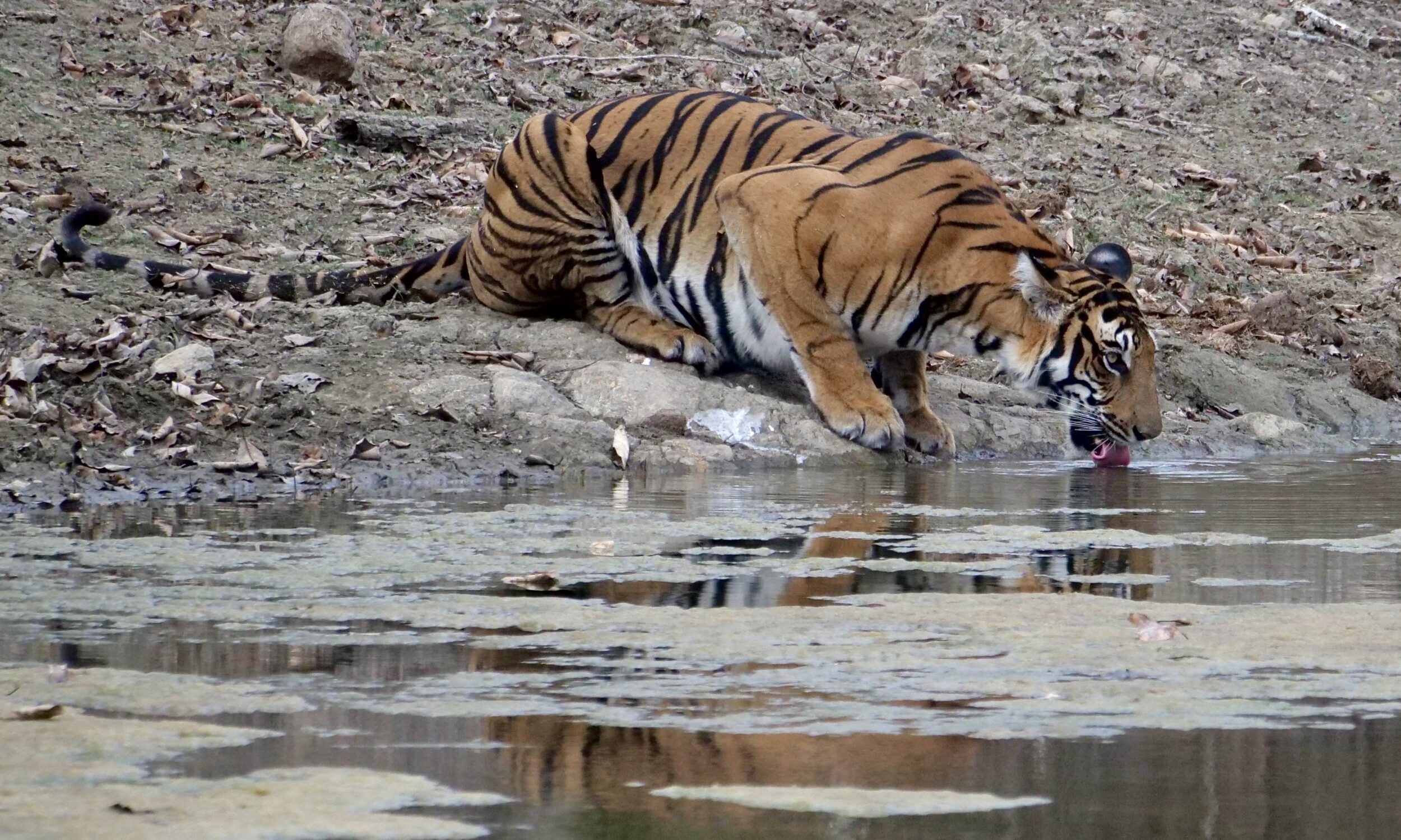 The Tiger Encounter