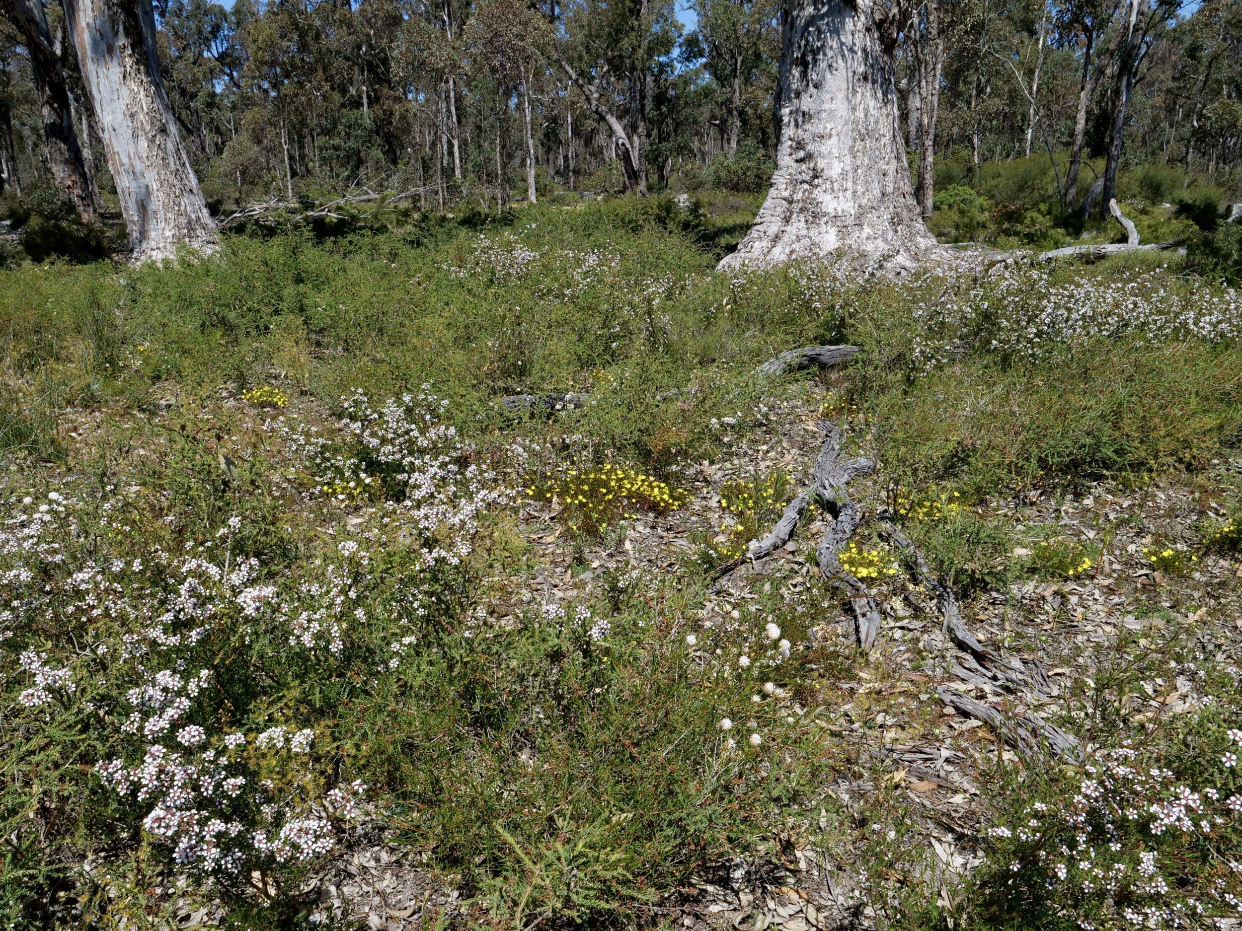 Forest floor, so-called “northern jarrah forest”, southwest WA, 1.54 pm, 30 October 2023. Photo copyright Doug Spencer.